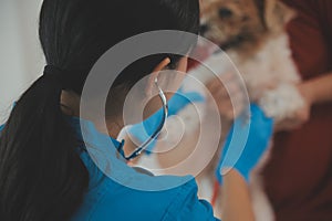 Closeup shot of veterinarian hands checking dog by stethoscope in vet clinic