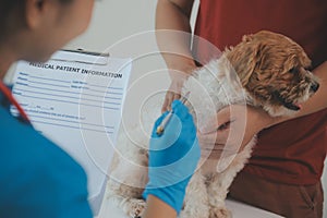 Closeup shot of veterinarian hands checking dog by stethoscope in vet clinic