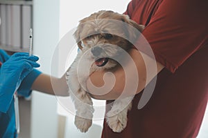 Closeup shot of veterinarian hands checking dog by stethoscope in vet clinic