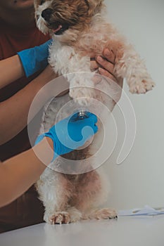 Closeup shot of veterinarian hands checking dog by stethoscope in vet clinic