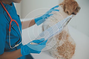 Closeup shot of veterinarian hands checking dog by stethoscope in vet clinic