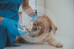 Closeup shot of veterinarian hands checking dog by stethoscope in vet clinic