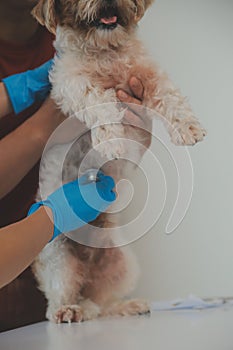 Closeup shot of veterinarian hands checking dog by stethoscope in vet clinic