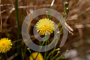 Closeup shot of vibrant flatweed flowers photo