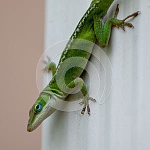 Closeup shot of a vibrant green lizard perched on a stone wall