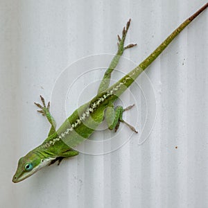 Closeup shot of a vibrant green lizard perched on a stone wall