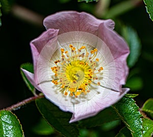 Closeup shot of a vibrant pink flower with a yellow stamen.