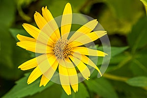 Closeup shot of a vibrant yellow flower with large green foliage in the background.