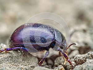 Violet leaf beetle walking on the soil surface