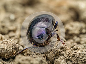 Violet leaf beetle walking on the soil surface