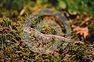 Closeup shot of Viviparous lizard amid plants against a green background