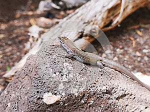 Closeup shot of a Viviparous lizard on a rock - Zootoca vivipara