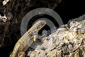 Closeup shot of a viviparous lizard on the stone