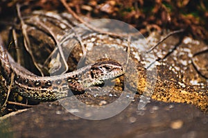 Closeup shot of Viviparous lizard on the stone surface on a sunny day