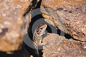 Closeup shot of Viviparous lizard on the stone surface on a sunny day