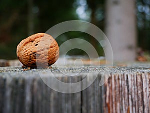 Closeup shot of a walnut on a weathered tree stump