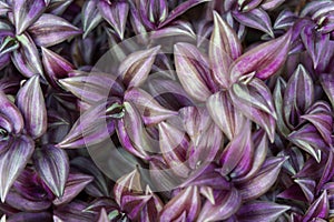 Closeup shot of a wandering jew plant with beautiful purple leaves