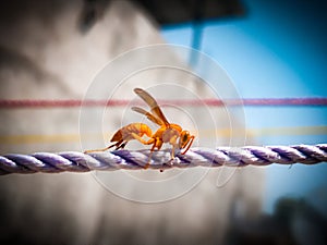 Closeup shot of a wasp macroworld fun photo