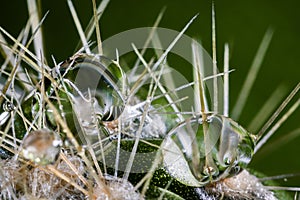 Closeup shot of water droplets on cactus thorns