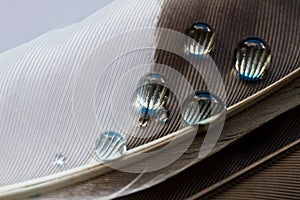 Closeup shot of water drops on a bird's feather