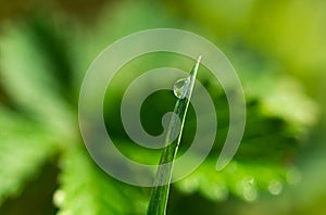Closeup shot of a waterdrop on green grass on a blurred background