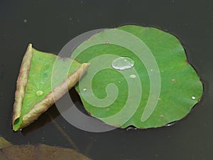 Closeup shot of a waterdrop on a green lotus leaf