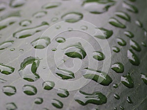 Closeup shot of waterdrops on green leaves