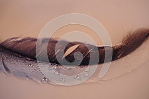 Closeup shot of waterdrops on a plume