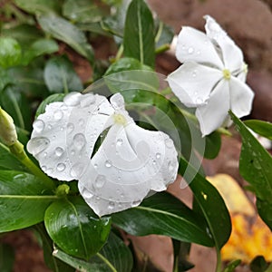 Closeup shot of waterdrops on white flowers on the bush