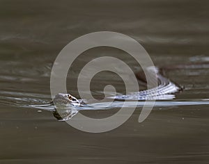 Closeup shot of a watersnake swimming in the lake