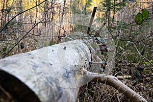 Closeup shot of a weathered tree stump in the forest