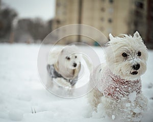 Closeup shot of a West Highland white terrier dogs in winter clothes playing on snow