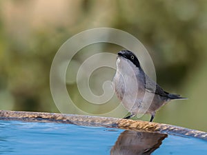 Closeup shot of a Western Orphean Warbler perched on a water fountain