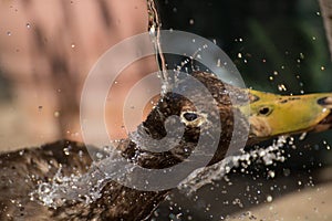 Closeup shot of a wet mallard dabbling duck with blurred background