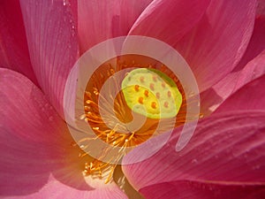 Closeup shot of a wet sacred lotus flower stigma and stamen details