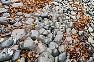Closeup shot of wet stones and tare on icelandic beach in kalfshamarsvik during rain. photo