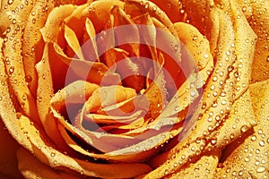 Closeup shot of a wet yellow rose