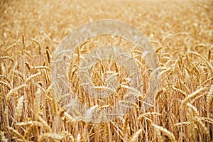 Closeup shot of a wheat field before being harvested captured in a shallow depth of field