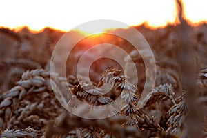 Closeup shot of wheat spike in the fields during sunset