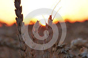 Closeup shot of a wheat spike during sunset