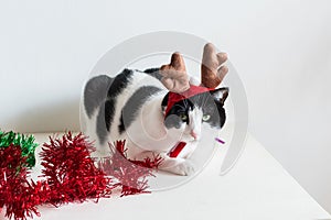 Closeup shot of white and black cat in Christmas elk horns with ornaments on a table