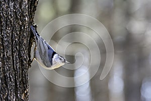 Closeup shot of white-breasted nuthatch on a tree at Mud lake with a bokeh background photo