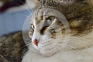 Closeup shot of a white and brown domestic cat with long white whiskers