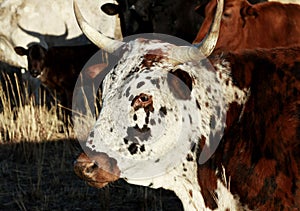 Closeup shot of a white and brown Nguni Cattle (Bos taurus) the herd in the background