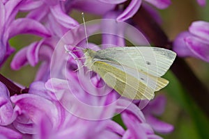 Closeup shot of a white butterfly on a purple Hyacinth flower