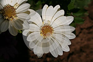 Closeup shot of white daisy petals on the ground. Bautiful flowers in the park