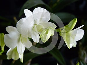 Closeup shot of white dendrobium phalaenopsis orchid