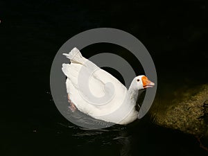 Closeup shot of a white domestic duck swimming in a lake