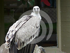 Closeup shot of a white Falconiformes