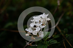 Closeup shot of a white flower with blurred background